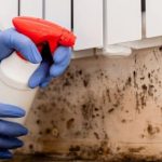 Mold Removal Company