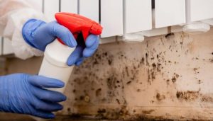 Mold Removal Company