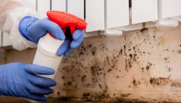 Mold Removal Company