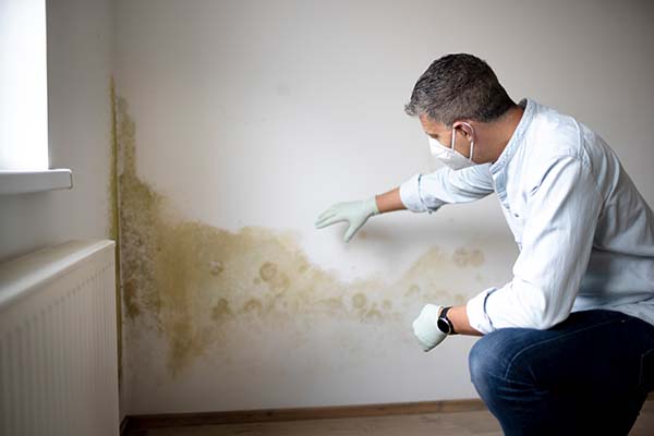 Mold Remediation Company