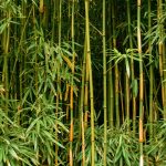 Simple bamboo containment tips for maintaining a clean, organized yard