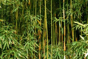 Simple bamboo containment tips for maintaining a clean, organized yard
