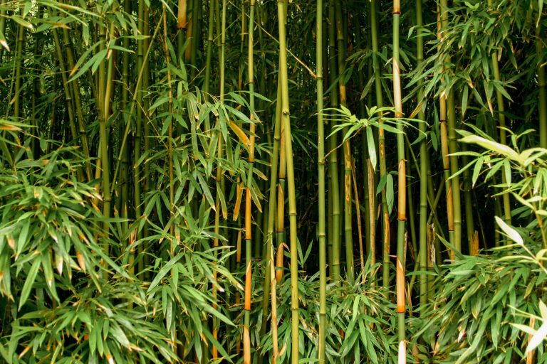 Simple bamboo containment tips for maintaining a clean, organized yard