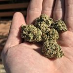 Important Factors To Consider Before Buying THCA Flower Products