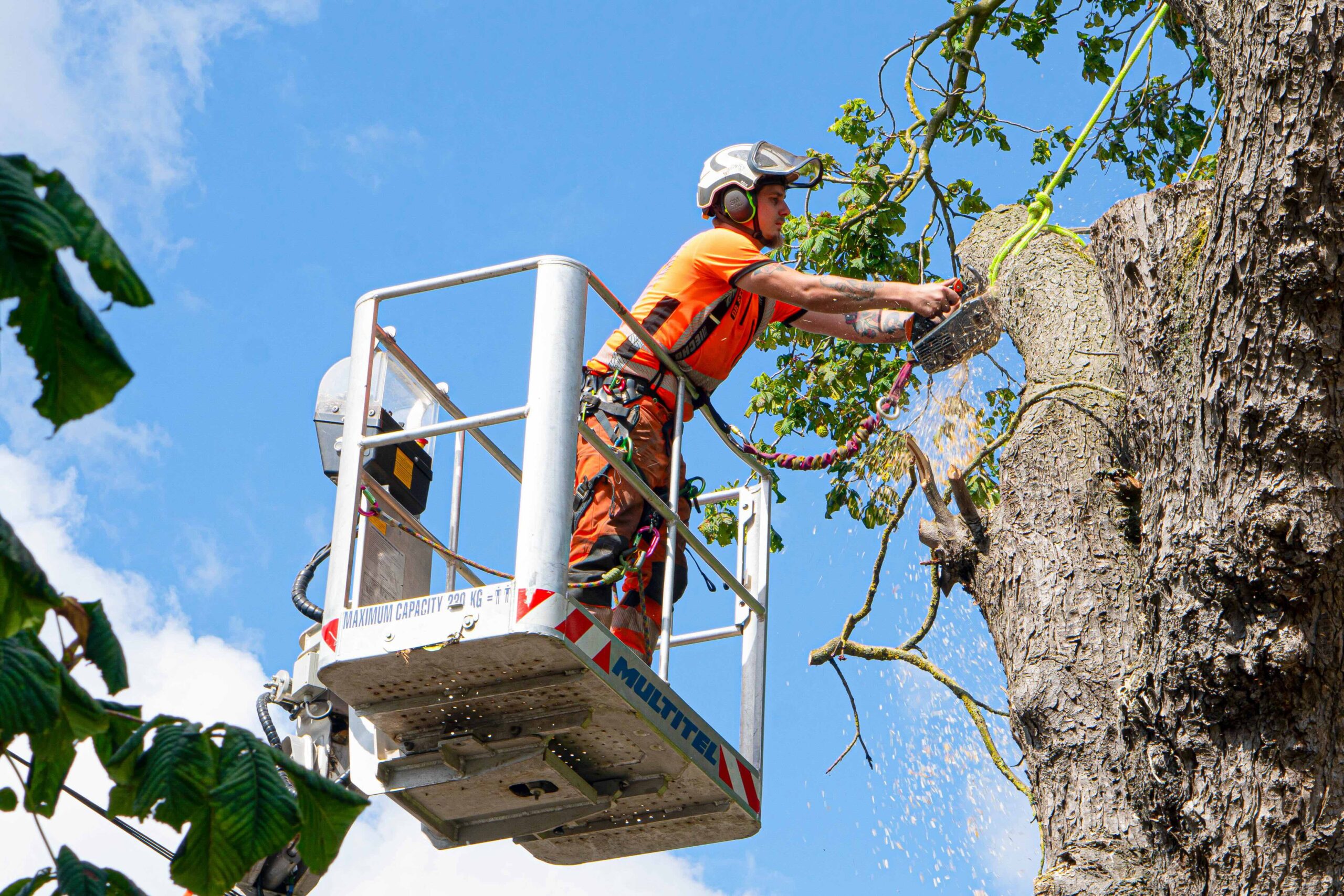 Stockport tree surgeon
